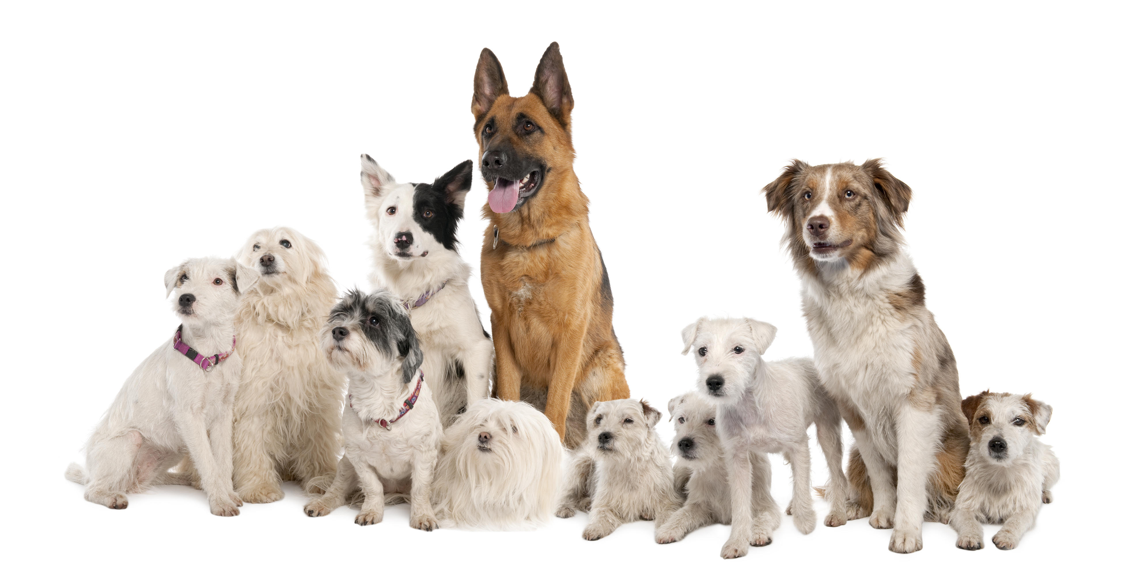 Dogs family Helpet